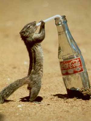 thirstysquirrel.jpg